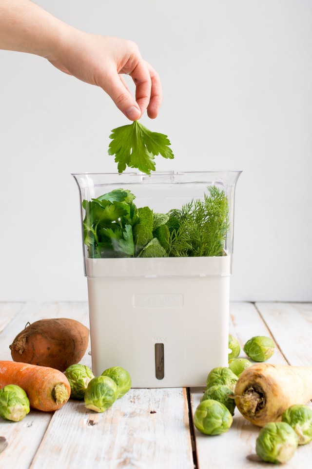 an image of a herbs mincer with fresh parsley, dill, chives, and mint leaves